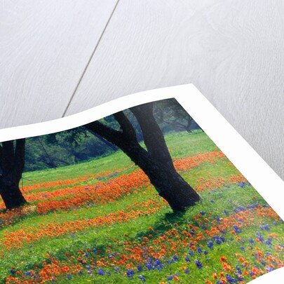 Field of Bluebonnets and Indian Paintbrush by Anonymous