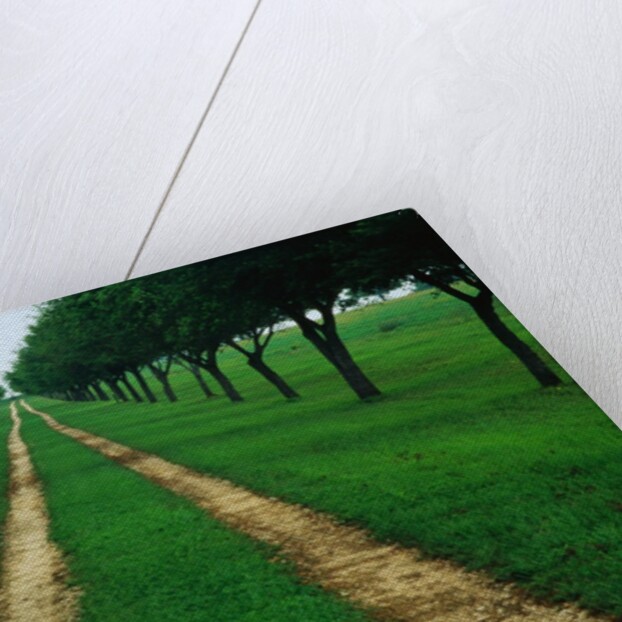 Rural Road Leading Through Trees by Anonymous