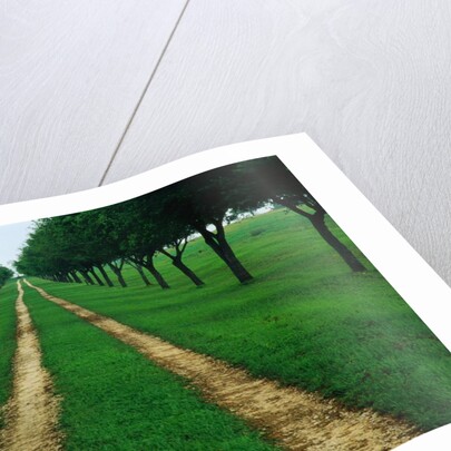Rural Road Leading Through Trees by Anonymous