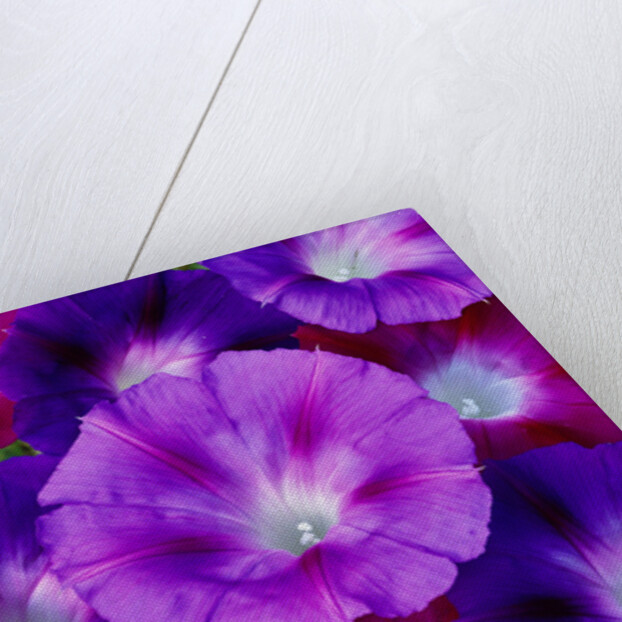 Detail of Morning Glory Flowers by Anonymous