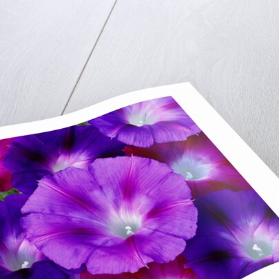 Detail of Morning Glory Flowers by Anonymous