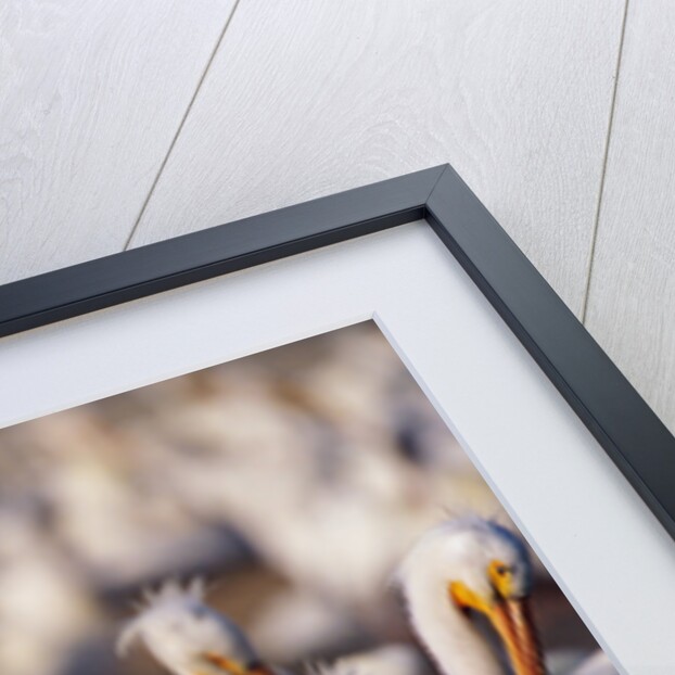 White Pelicans Nesting by Anonymous