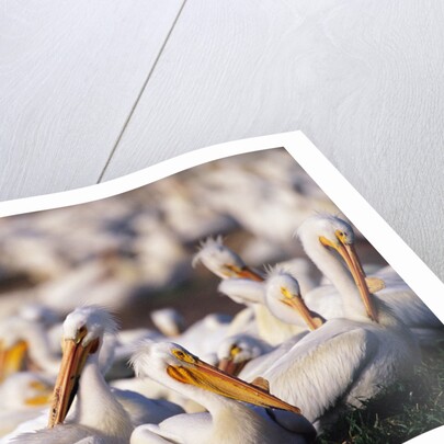 White Pelicans Nesting by Anonymous