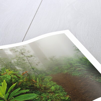 Rhododendrons and Forest Trail by Anonymous