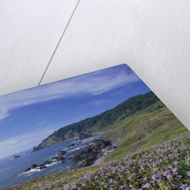 Oregon Coast and Douglas Iris by Anonymous