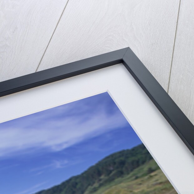 Oregon Coast and Douglas Iris by Anonymous