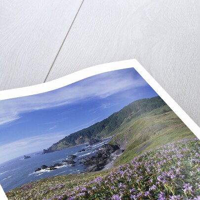 Oregon Coast and Douglas Iris by Anonymous