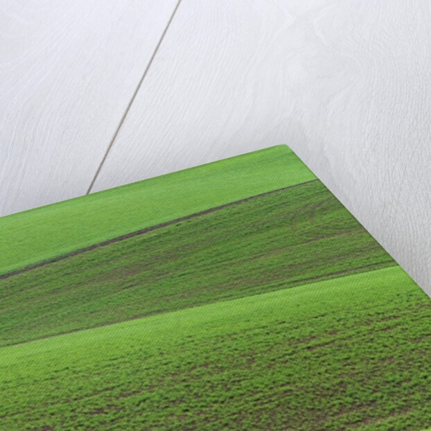 Pea Fields by Anonymous