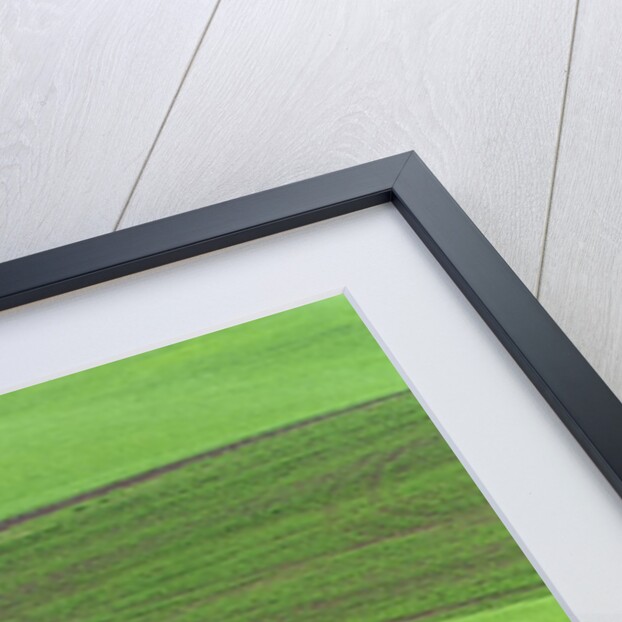 Pea Fields by Anonymous