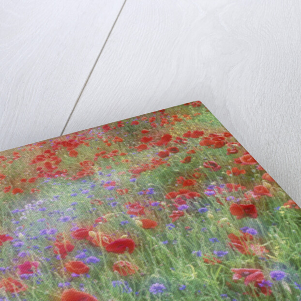Field of Red Poppies and Bachelor Buttons by Anonymous