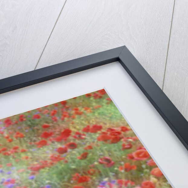 Field of Red Poppies and Bachelor Buttons by Anonymous