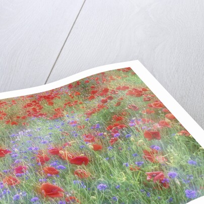 Field of Red Poppies and Bachelor Buttons by Anonymous