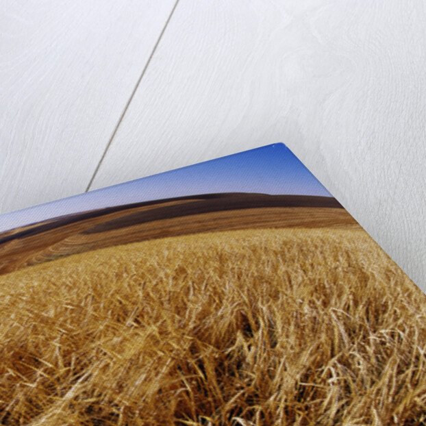 Barley at Harvest Time near Dusty, Eastern Washington. by Anonymous