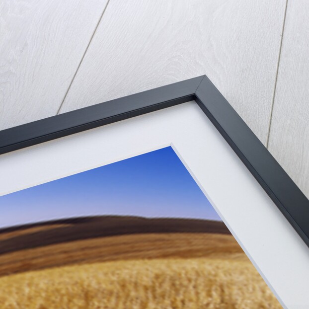 Barley at Harvest Time near Dusty, Eastern Washington. by Anonymous