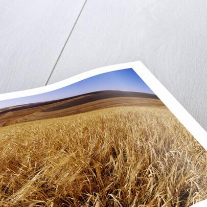 Barley at Harvest Time near Dusty, Eastern Washington. by Anonymous