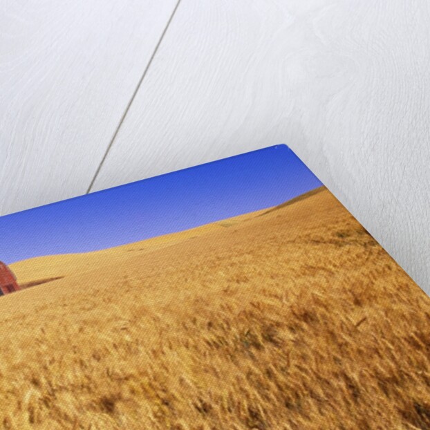 Old Barn in Wheat Field, Eastern Washington by Anonymous