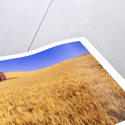 Old Barn in Wheat Field, Eastern Washington by Anonymous