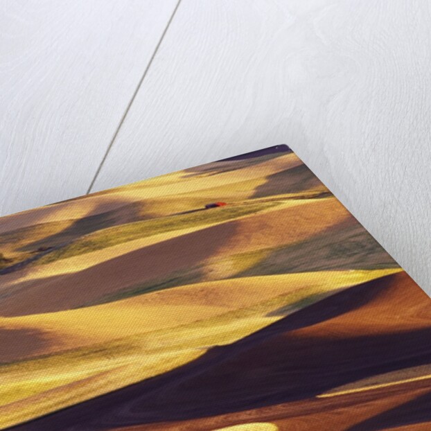 Rolling Wheat and Fallow Fields by Anonymous
