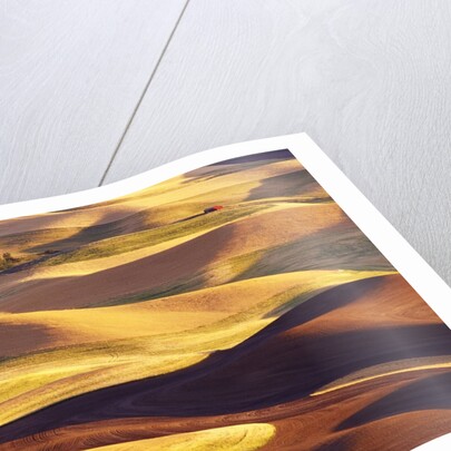 Rolling Wheat and Fallow Fields by Anonymous
