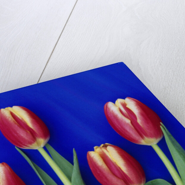 Tulips with Blue Backdrop by Anonymous