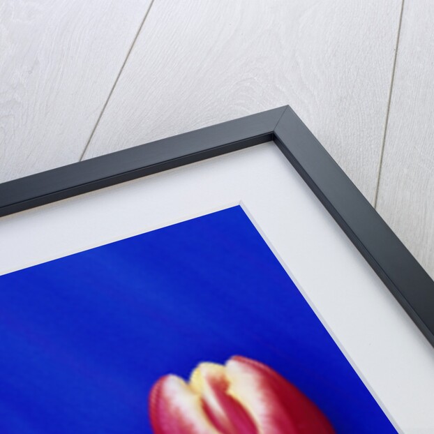 Tulips with Blue Backdrop by Anonymous