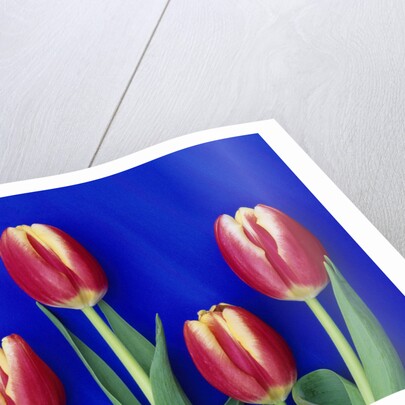 Tulips with Blue Backdrop by Anonymous
