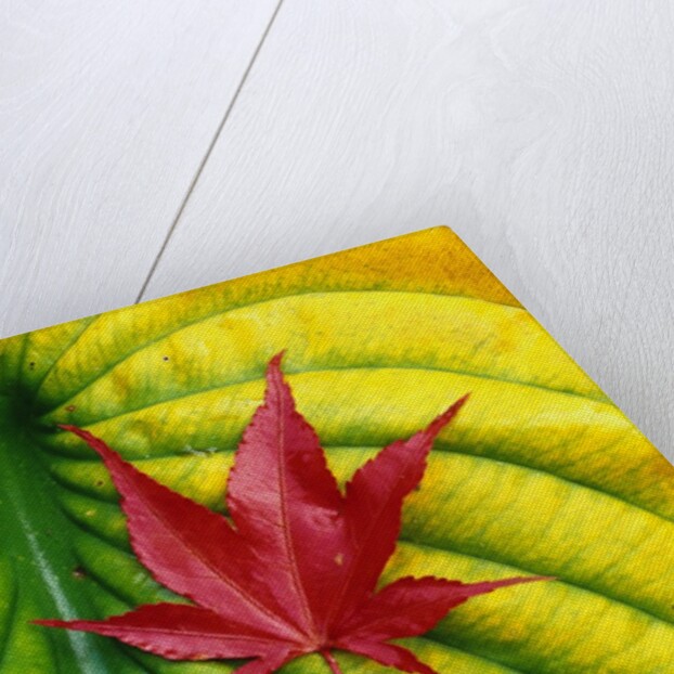 Japanese Maple Leaf on a Hosta Leaf by Anonymous