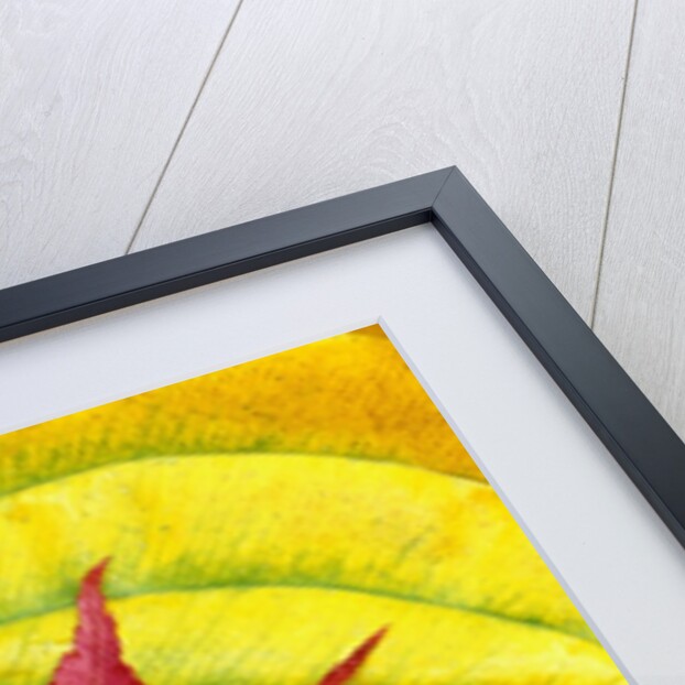 Japanese Maple Leaf on a Hosta Leaf by Anonymous