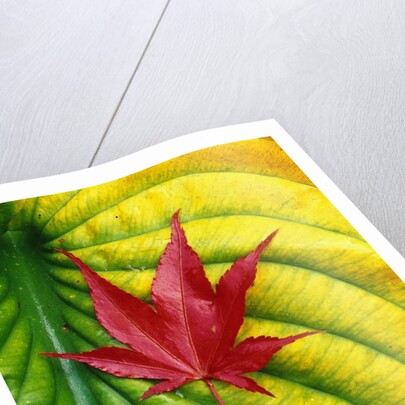 Japanese Maple Leaf on a Hosta Leaf by Anonymous