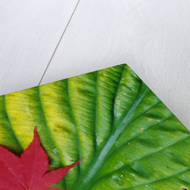 Japanese Maple Leaf on a Hosta Leaf by Anonymous