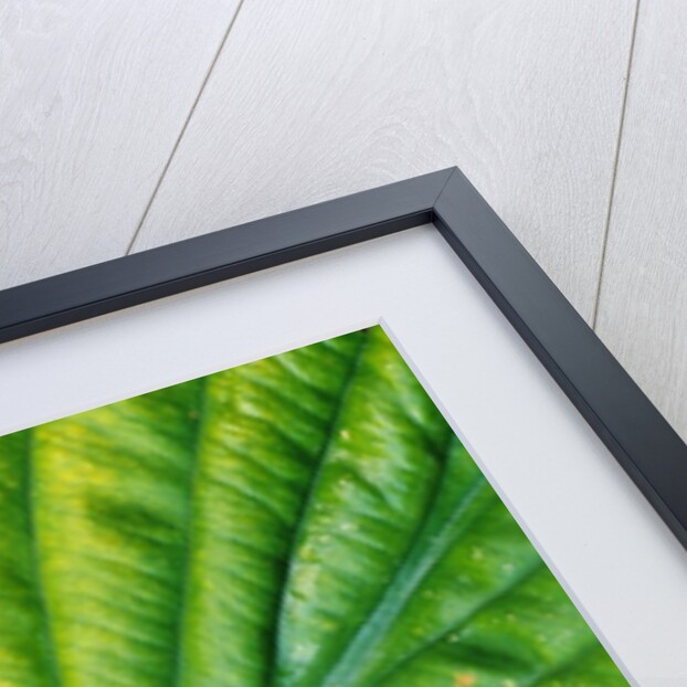 Japanese Maple Leaf on a Hosta Leaf by Anonymous