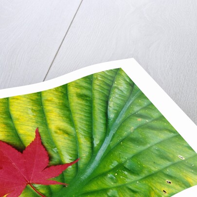 Japanese Maple Leaf on a Hosta Leaf by Anonymous