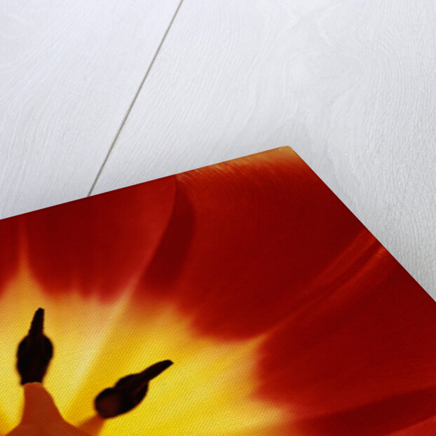 Red and Yellow Tulip Close-Up by Anonymous