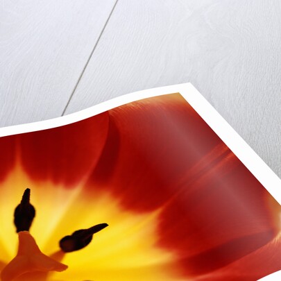 Red and Yellow Tulip Close-Up by Anonymous