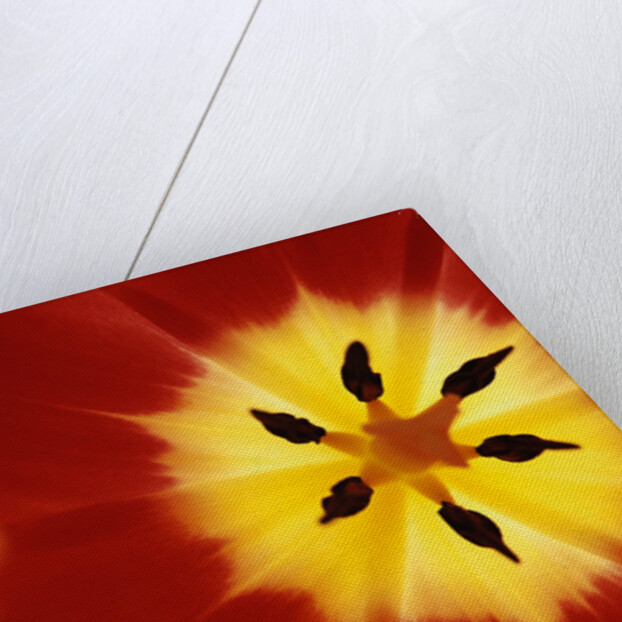 Red and Yellow Tulip Close-Up by Anonymous