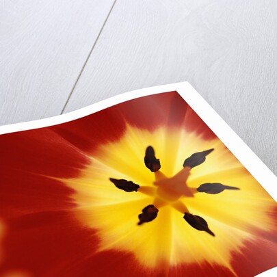 Red and Yellow Tulip Close-Up by Anonymous