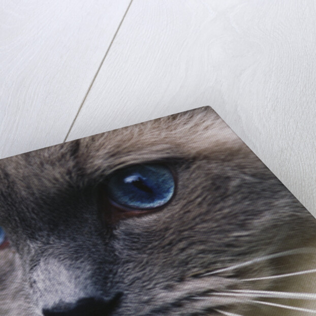Ragdoll Cat with Bright Blue Eyes by Anonymous