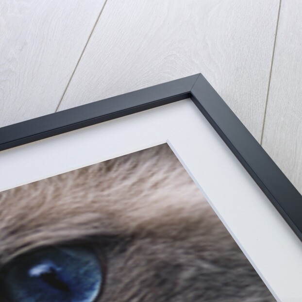 Ragdoll Cat with Bright Blue Eyes by Anonymous