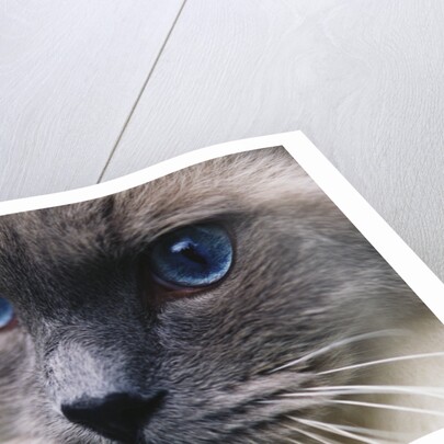 Ragdoll Cat with Bright Blue Eyes by Anonymous