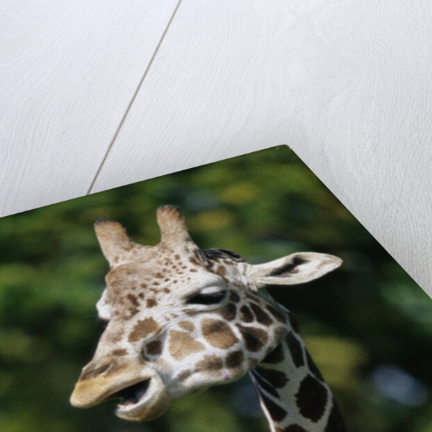 Reticulated Giraffe at Detroit Zoo by Anonymous