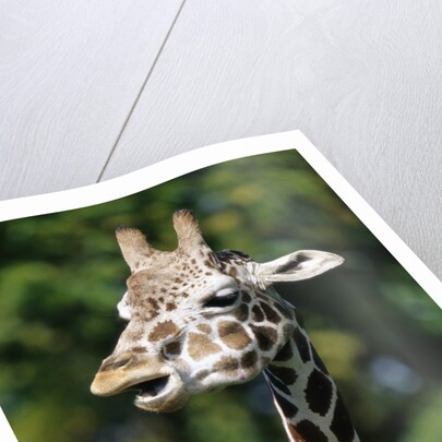 Reticulated Giraffe at Detroit Zoo by Anonymous