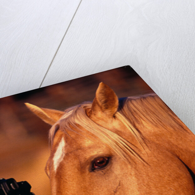 Horse Peering through Camera by Anonymous