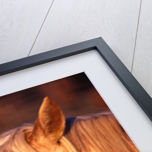 Horse Peering through Camera by Anonymous