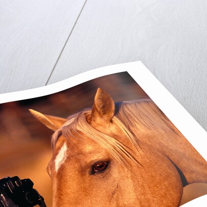 Horse Peering through Camera by Anonymous
