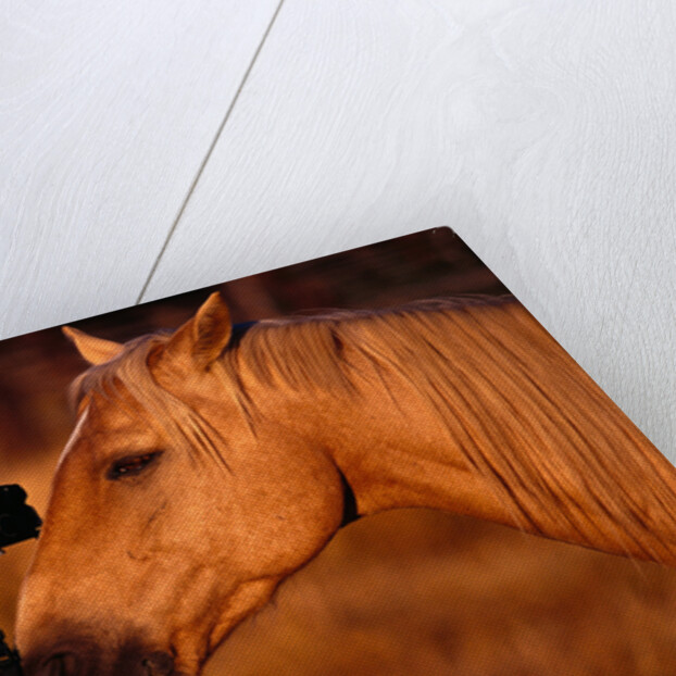 Horse Peering through Camera by Anonymous