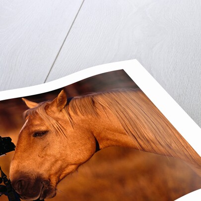 Horse Peering through Camera by Anonymous