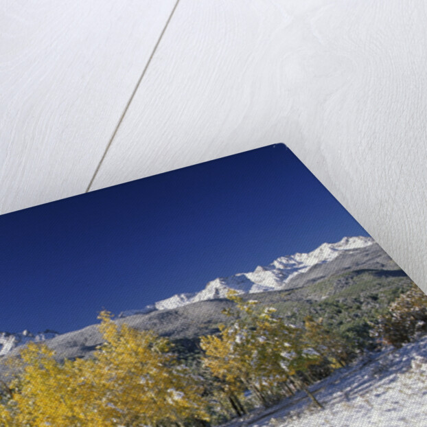 Aspens and the San Juan Mountains by Anonymous