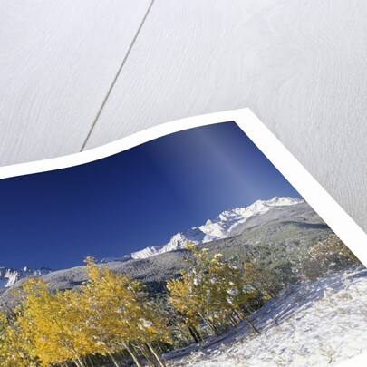 Aspens and the San Juan Mountains by Anonymous