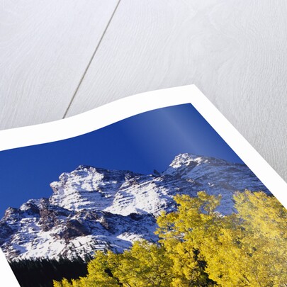 Aspen Grove and Maroon Bells by Anonymous