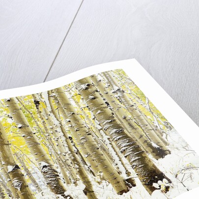 Aspen Grove in Winter by Anonymous